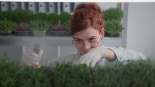 Agricultora joven con gafas que tienden a brotes jóvenes riego de botella de spray micro verde en contenedor cultivado en invernadero moderno — Vídeos de Stock