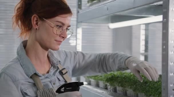 Home business, female farmer wearing glasses sprays water from spray bottle on micro green sprouts in containers on shelf in greenhouse — Stock Video