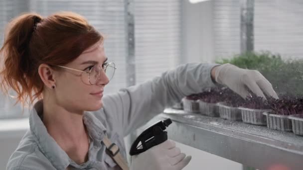有機事業で眼鏡をかけた若い女性が温室内の棚の容器に芽の上のスプレーボトルから水を噴霧 — ストック動画