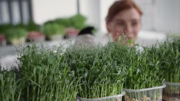 Mały biznes, młode kiełki mikrozielone w pojemnikach z kroplami rosy po spryskaniu butelką z bliska — Wideo stockowe