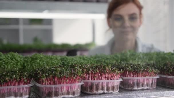 Cultivando microgreens orgánicos frescos, los brotes de verduras jóvenes para una alimentación saludable cultivados en contenedores se rocían con agua del fondo de la botella de spray de los estantes — Vídeo de stock