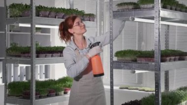 Küçük bir işletme, önlüklü bir kadın çiftçi ve eldivenler kaplarda su bulunan bir şişeden genç mikro yeşillikler püskürtüyor.