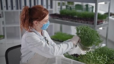 Karantinada iş, tıbbi maske takan çekici kadın çiftçi mikro yeşil konteynırı alır, gülümser ve kameraya bakar.