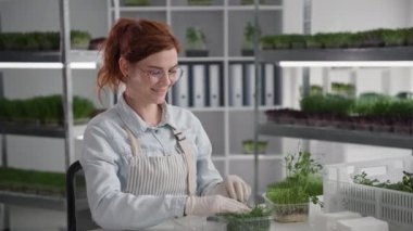 Tarım sektörü, mühür takan tatlı genç bir kadın taze mikro yeşil filizleri makasla kesip serada otururken teslimat ve satış için konteynıra koyuyor.