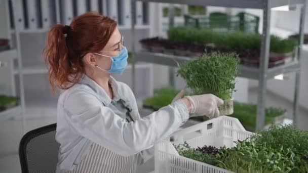 Értékesítés és üzlet a mezőgazdaságban, fiatal női mezőgazdasági termelő orvosi maszkban, mikrozöld tartályt tart a modern üvegházban, mosolyog és a kamerába néz — Stock videók