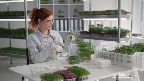 Agricultura urbana, agricultora em luvas corta fresco micro verde com tesoura e coloca-o em pacote para entrega e venda enquanto sentado à mesa em estufa — Vídeo de Stock