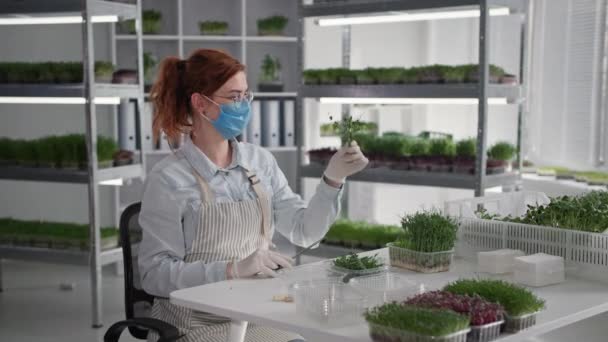 Sağlıklı yiyecekler, tıbbi maskeli genç bir kadın çiftçi genç mikro yeşil filizleri keser ve serada otururken onları paketleyip satılığa çıkarır. — Stok video