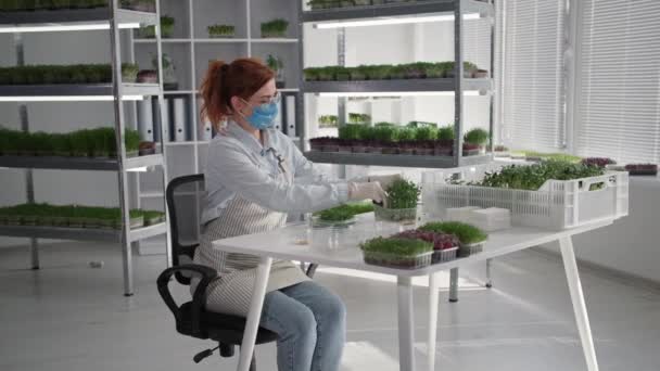 Ekologisk verksamhet, ung kvinna bär en medicinsk mask förpackningar färska skurna mikrogröna groddar i förpackningar för försäljning och leverans medan sitter i ett växthus — Stockvideo