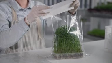 Küçük işletme, genç dişi çiftçi konteynır organik mikroyeşili müşterilere satmak ve teslim etmek için hazırlıyor.