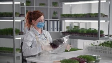 Karantinada satış ve iş dünyası, tıbbi maskeli ve eldivenli iş kadını modern sera arkaplanlarında satılmak veya teslim edilmek üzere mikro yeşili paketliyor