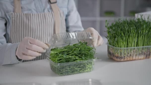 Micro green farm, fena farmář balí čerstvé výhonky skleníku v plastovém obalu, detailní záběr — Stock video