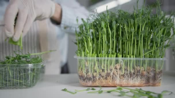 Vendita e commercio in agricoltura, mani femminili in guanti tagliati micro germogli verdi con le forbici e metterli in un contenitore di plastica, primo piano — Video Stock