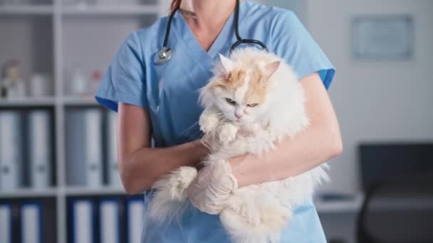 Állatok, háziállat szőrös macska karjaiban női állatorvos orvosi rendelőben, közepes lövés — Stock videók