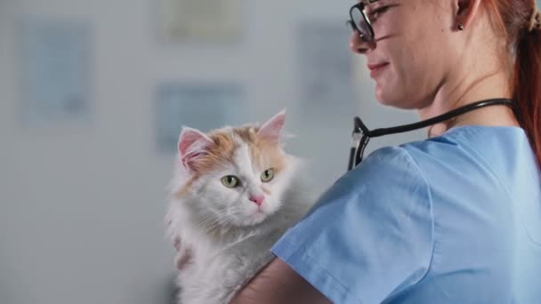 Питомец, милый пушистый кот на руках у ветеринара для медицинского осмотра в офисе, крупным планом — стоковое видео