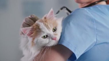 Veteriner, güzel ev kedisi veterinerin kollarında okşamaktan zevk alıyor, yakın plan.