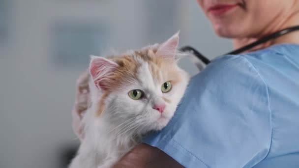 Портрет милой кошки с длинными волосами на руках женщины-ветеринара для обследования здоровья домашних животных в медицинском кабинете — стоковое видео
