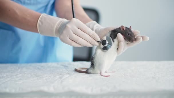 Уход за животными, молодой ветеринар-специалист осматривает милую крысу со стетоскопом на столе в кабинете врача, крупным планом — стоковое видео