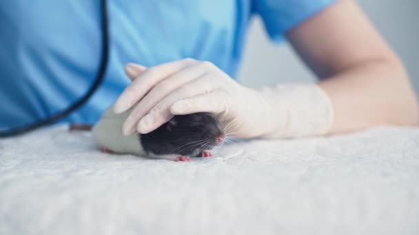 Κτηνιατρική κλινική, φροντίδα γυναικεία εγκεφαλικά επεισόδια κτηνίατρος και καταπραΰνει χαριτωμένο μικρό ποντίκι κατά τη διάρκεια ενός ραντεβού στο κτηνιατρικό γραφείο, close-up — Αρχείο Βίντεο