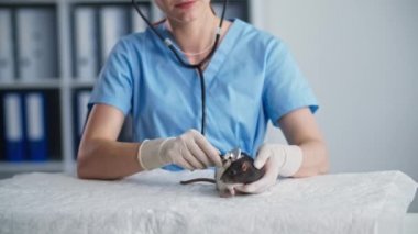 Hayvan sağlığı, kadın veteriner doktor steteskop kullanarak küçük sevimli bir fareyi muayene eder ve muayene ederken onu sakinleştirir.