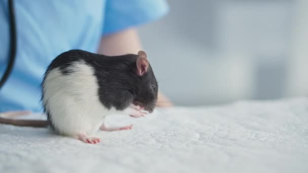 Îngrijire a animalelor, mic șoarece drăguț își spală blana pe masă în cabinetul medicilor veterinari din clinică, aproape — Videoclip de stoc