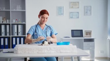 Genç bayan doktor evcil farelere aşı enjekte ediyor ve veteriner kliniğinde evcil hayvanları hasta ediyor.