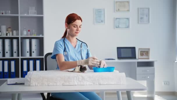 Clinique vétérinaire, médecin femme soignante vaccine beau rat domestique pour la prévention des maladies dans le laboratoire médical — Video