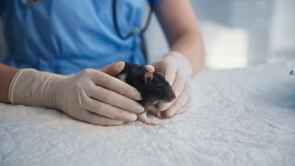 Djurvård, kvinnlig veterinär kärleksfullt stroke liten råtta på läkarmottagningen, närbild — Stockvideo