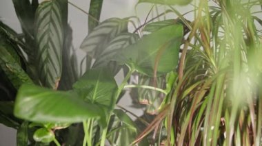 ev bitkileri, su damlacıkları dekoratif çiçeklerin yapraklarını kapta sularlar.