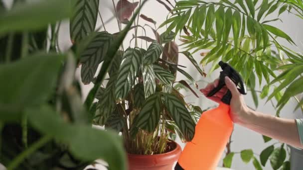 Květinářství, mladá žena rozstřikuje zelené listy vodou z láhve spreje při péči o rostliny v květináčích, zblízka — Stock video