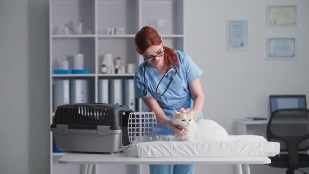 Salud de las mascotas, un veterinario hembra cariñosa acaricia y calma a un gato esponjoso en una mesa cerca de un portador en un consultorio médico — Vídeos de Stock