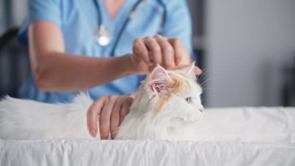 Állatorvos, fiatal női orvos simogatja és nyugtatja a macskát, miközben egy állatot vizsgál egy orvosi rendelőben, közelkép — Stock videók