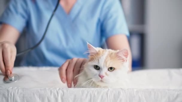 Cuidado de los animales, veterinario joven hembra examina y escucha con un estetoscopio a un gato esponjoso en un consultorio médico en una mesa, primer plano — Vídeo de stock