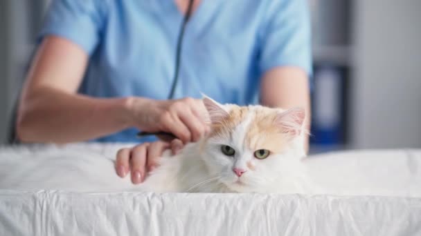 Animaux en bonne santé, les jeunes femmes vétérinaires utilise stéthoscope tout en examinant chat domestique sur la table dans le bureau météorologique de la clinique, gros plan — Video