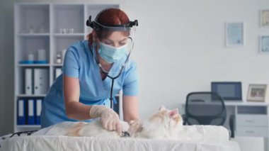 Hayvan bakımı, yüz koruyucu ve tıbbi maske takan genç bir kadın veteriner ofisinde kediyi steteskopla kontrol ediyor.
