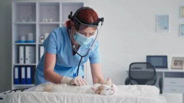 Güvenlik kaskı ve tıbbi maske takan kadın veteriner klinikte steteskoplu beyaz tüylü kediyi kontrol ediyor.