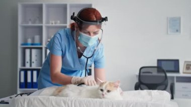 Hayvan sağlığı, tıbbi maske takan kadın veteriner ve yüzünde kask. Klinikteki muayene masasında evcil hayvan durumunu kontrol ediyor.