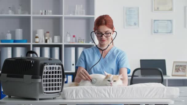 Vétérinaire femelle vérifie un chat mignon avec un stéthoscope sur une table près d'un transporteur dans un bureau médical — Video