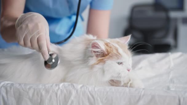 Ветеринарная клиника, женщина-врач, проверяющая здоровье пушистой кошки со стетоскопом на столе в медицинском кабинете, крупный план — стоковое видео