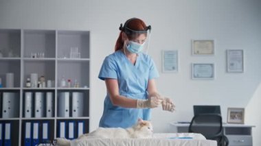 Hayvan aşısı, tıbbi maske takan bir kadın veteriner ve yüzünde koruyucu bir kask veteriner kliniğindeki evcil bir kediye iğneyle iğne yapıyor.