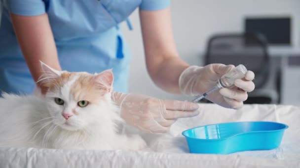 Vaccination, jeune femme vétérinaire fait une injection de vaccin avec une seringue pour animaux de compagnie pour la prévention des maladies, gros plan — Video