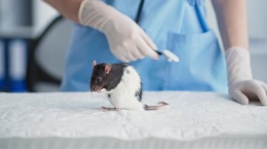 Hayvanlar, küçük şirin sıçan kürkünü ve patilerini temizler. Tıptaki veterinerin arka planında otururken, yakın plan.