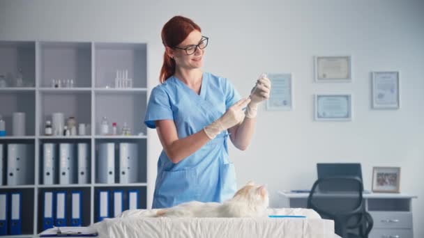 Salud de las mascotas, mujer amigable con gafas inyecciones veterinarias de medicamentos para gatos esponjosos para la prevención de enfermedades en el consultorio médico — Vídeo de stock