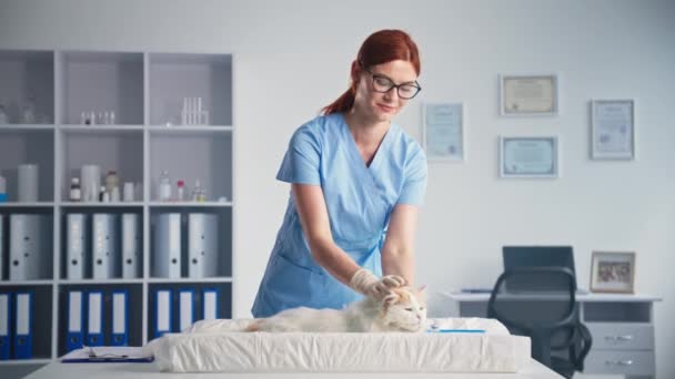 Дружня жінка-ветеринар погладжує і заспокоює домашню кішку, вивчаючи тварину в медичному кабінеті, посміхаючись і дивлячись на камеру — стокове відео