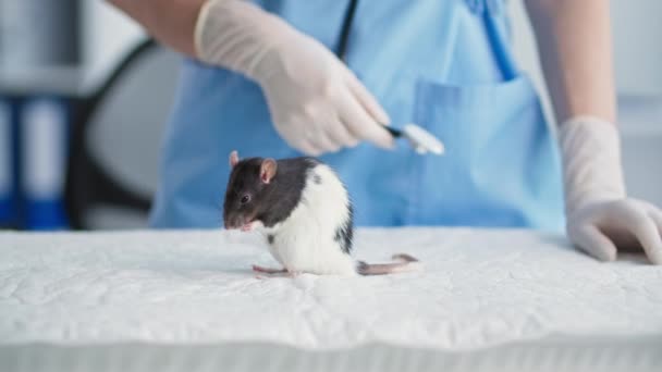 Животные, маленькая милая крыса чистит свою шерсть и лапы, сидя на фоне стола ветеринара в медицинском кабинете, крупным планом — стоковое видео