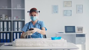 Güneş gözlüğü ve tıbbi maske takan genç bayan doktor klinikte otururken laboratuvar faresine aşı enjekte ediyor.