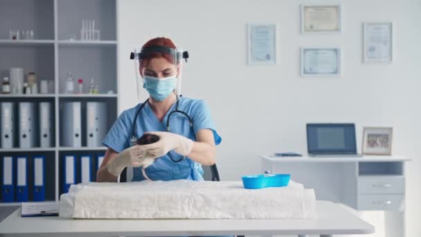 Una joven doctora con visera y máscara médica hace una inyección de vacuna a ratas de laboratorio mientras está sentada en el consultorio de la clínica — Vídeo de stock