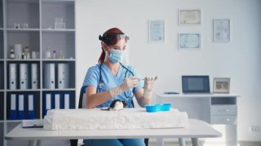 Hayvan tedavisi, kadın veteriner klinikte otururken şırınga ve iğne kullanarak laboratuvar faresine aşı yapıyor.