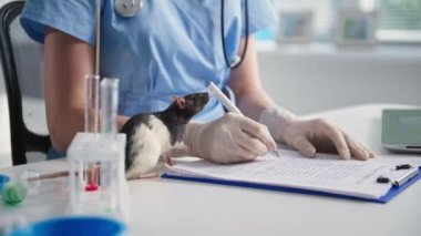 Veterinerlik kliniği, laboratuvar faresi ilaçların arasında geziniyor ve arka planda kadın doktor var.