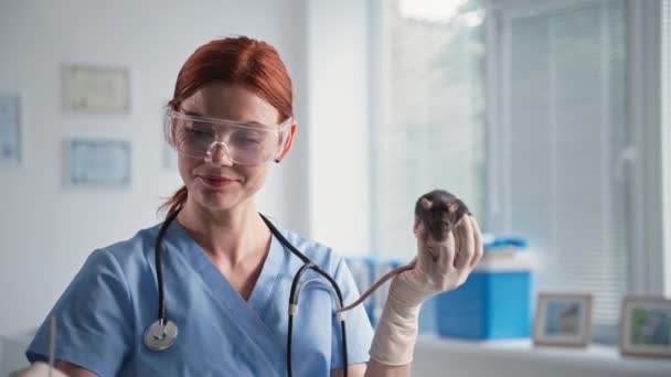 Tierbehandlung, Tierärztin in Schutzbrille hält süße Ratte in den Händen und schmiert sich die Ohren mit Wattestäbchen in roter Lösung in medica — Stockvideo