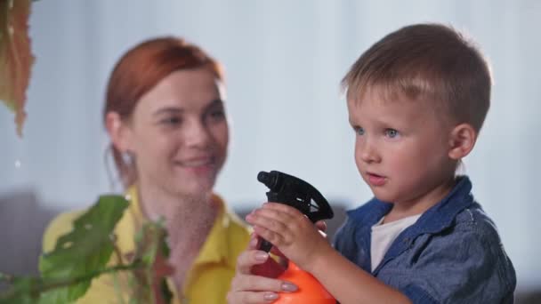 Niño pequeño con una pistola pulverizadora en la mano rocía plantas de interior mientras ayuda a su mamá mientras pasa el rato en casa — Vídeo de stock